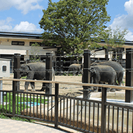 京都市動物園（...