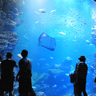 京都水族館（ホ...