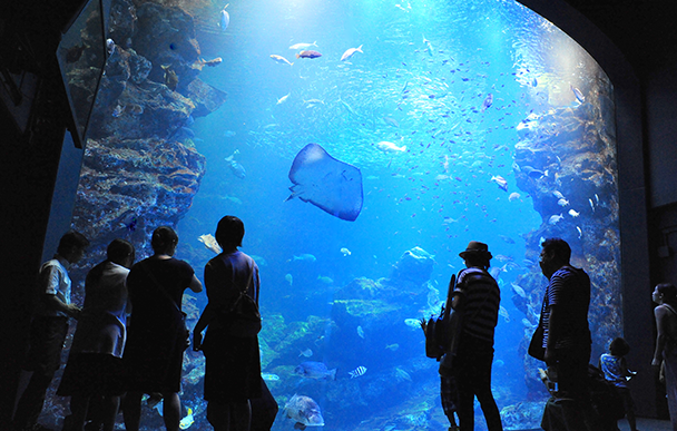 京都水族館3