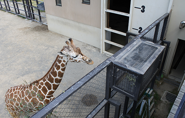 京都市動物園4